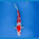 kohaku 32 cm