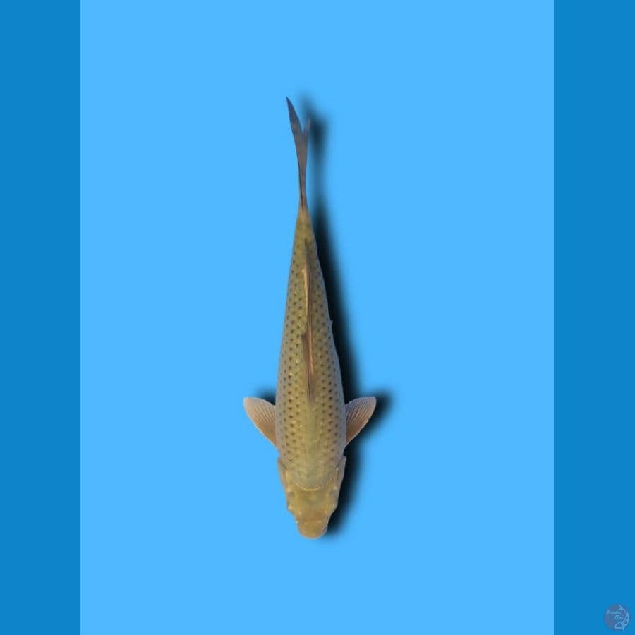 soragoi 33cm uncheck