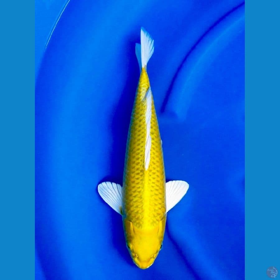 37cm , Super ogon