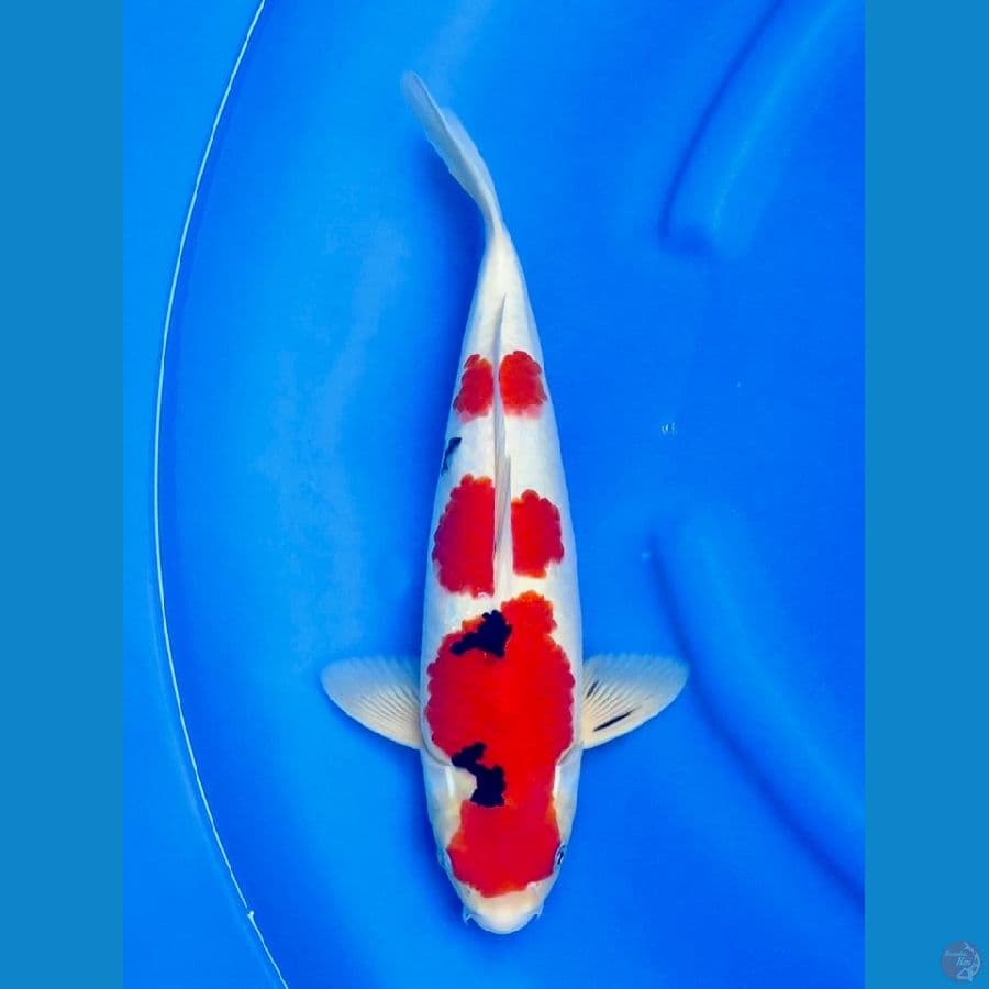 36cm , Super red male 