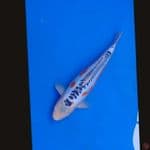 Koi Import Jepang Shusui (Sertifikat Yamaju) 46cm