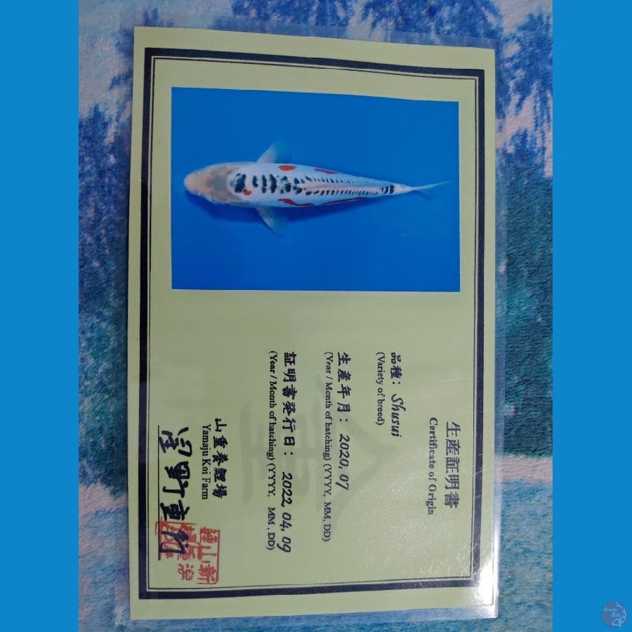 Koi Import Jepang Shusui (Sertifikat Yamaju) 46cm
