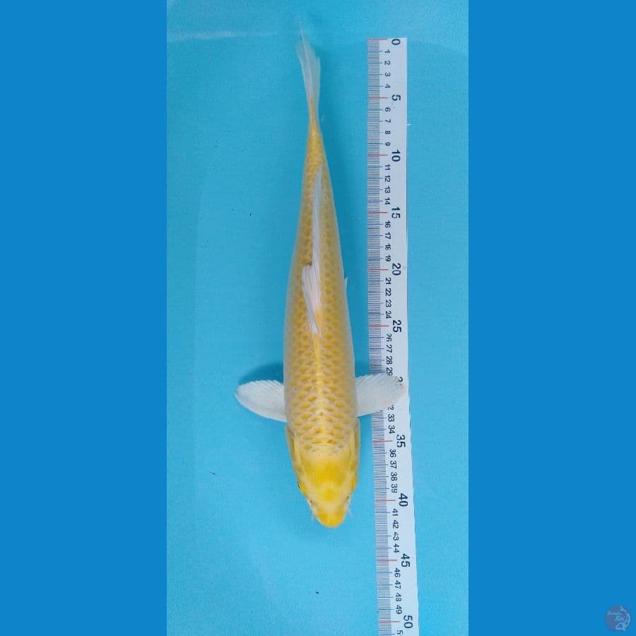 Yamabuki Ogon 40cm