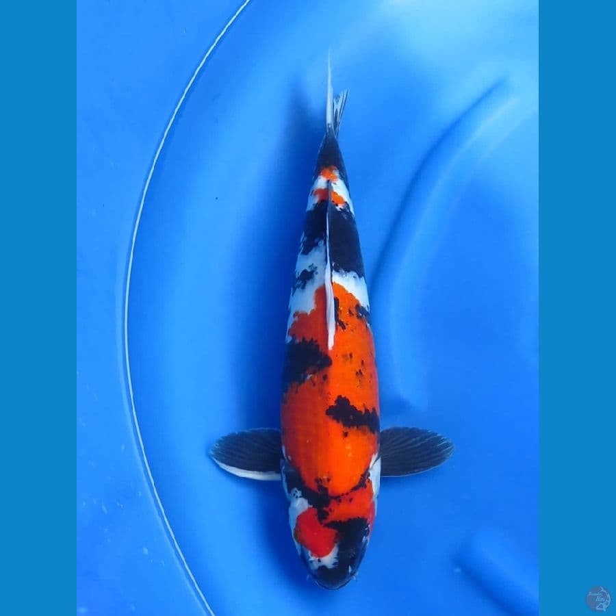 46cm , Showa Male 
