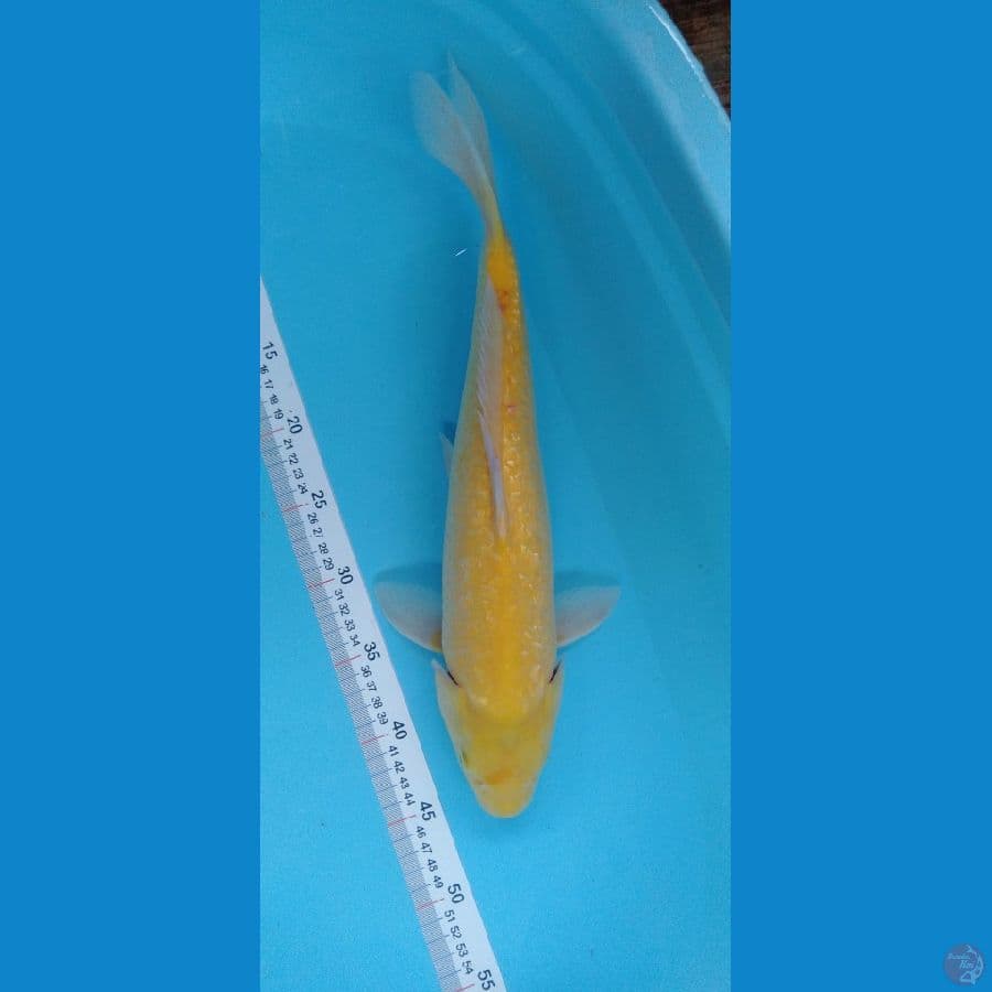 Karashi Lemon Ginrin 45cm