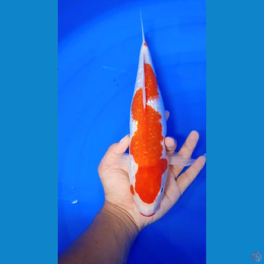 Kohaku inazuma 33cm female