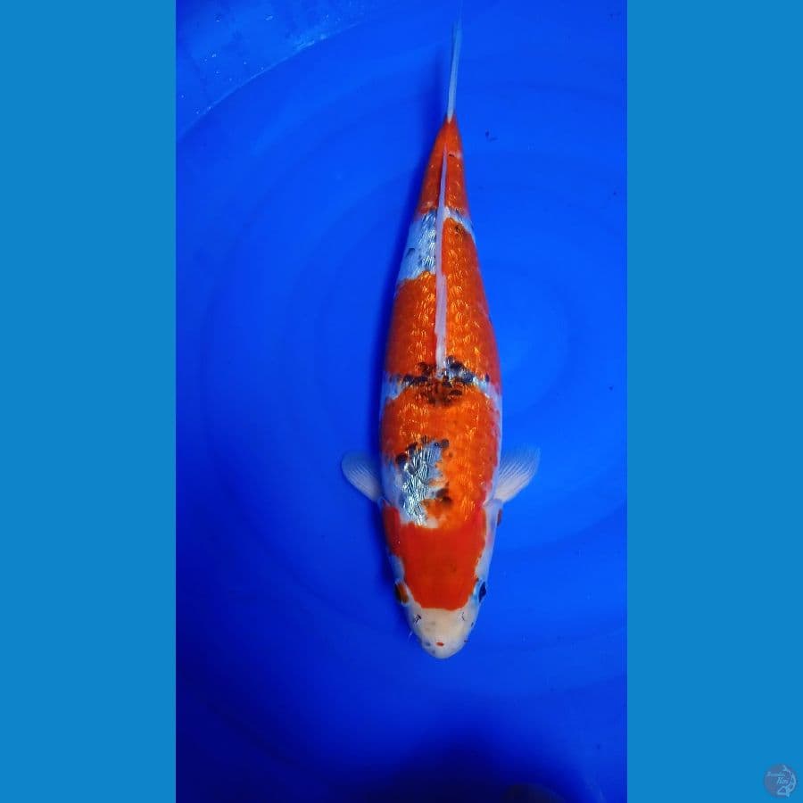 Ghosiki Gindrin F40cm 