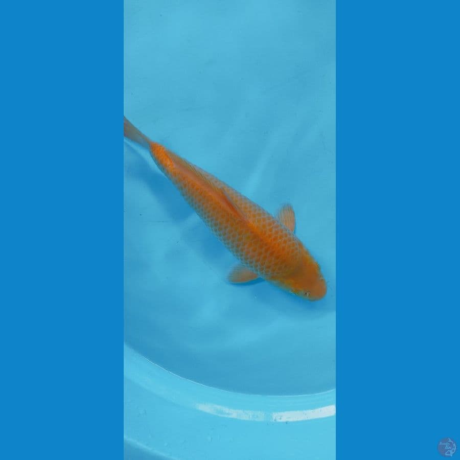 KARASI CORN 32CM (MALE)