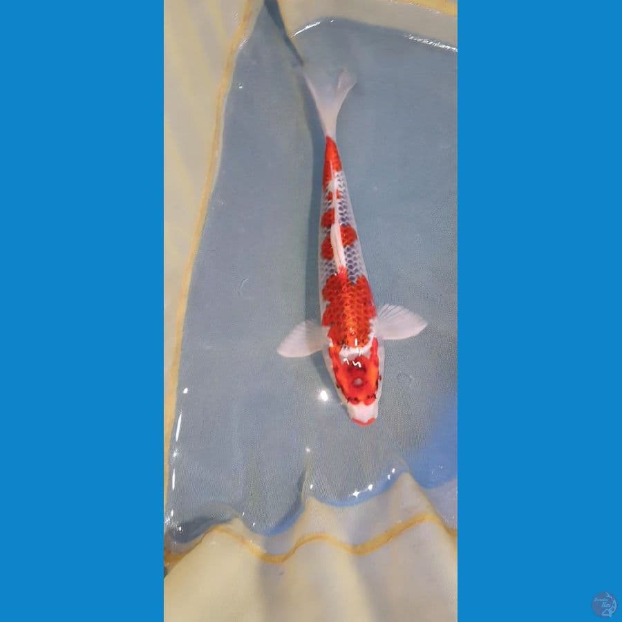Gosiki 27cm