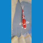 Gosiki 27cm