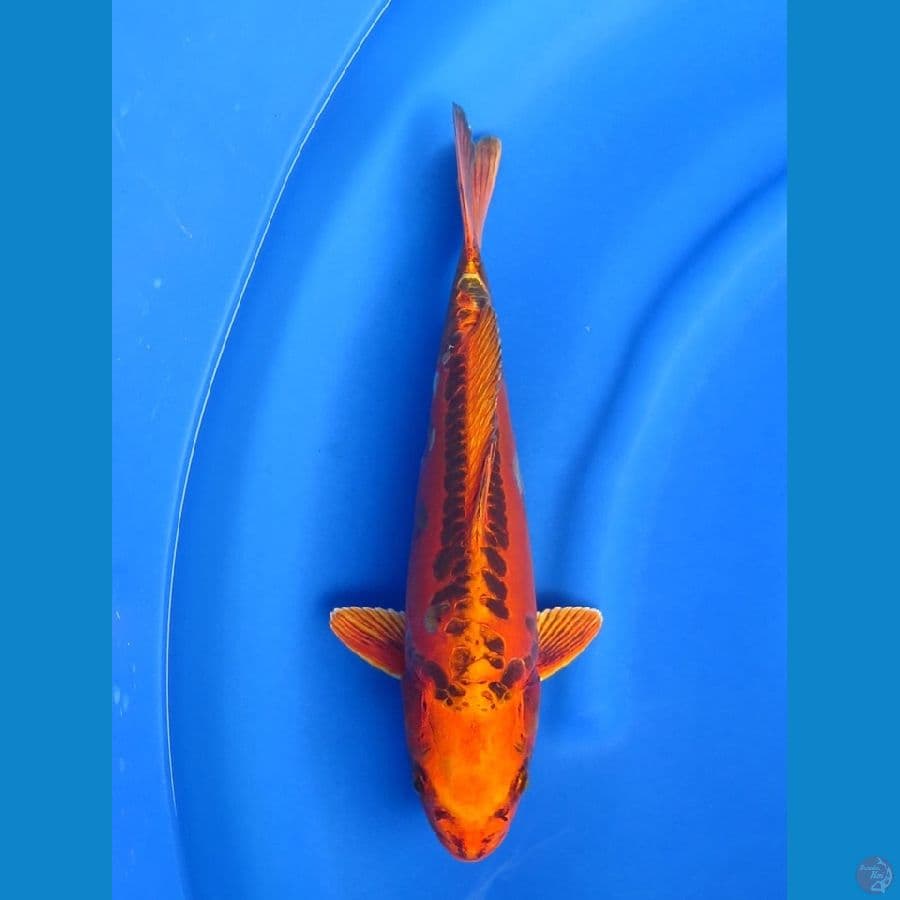 36cm , Ogon Mizuho