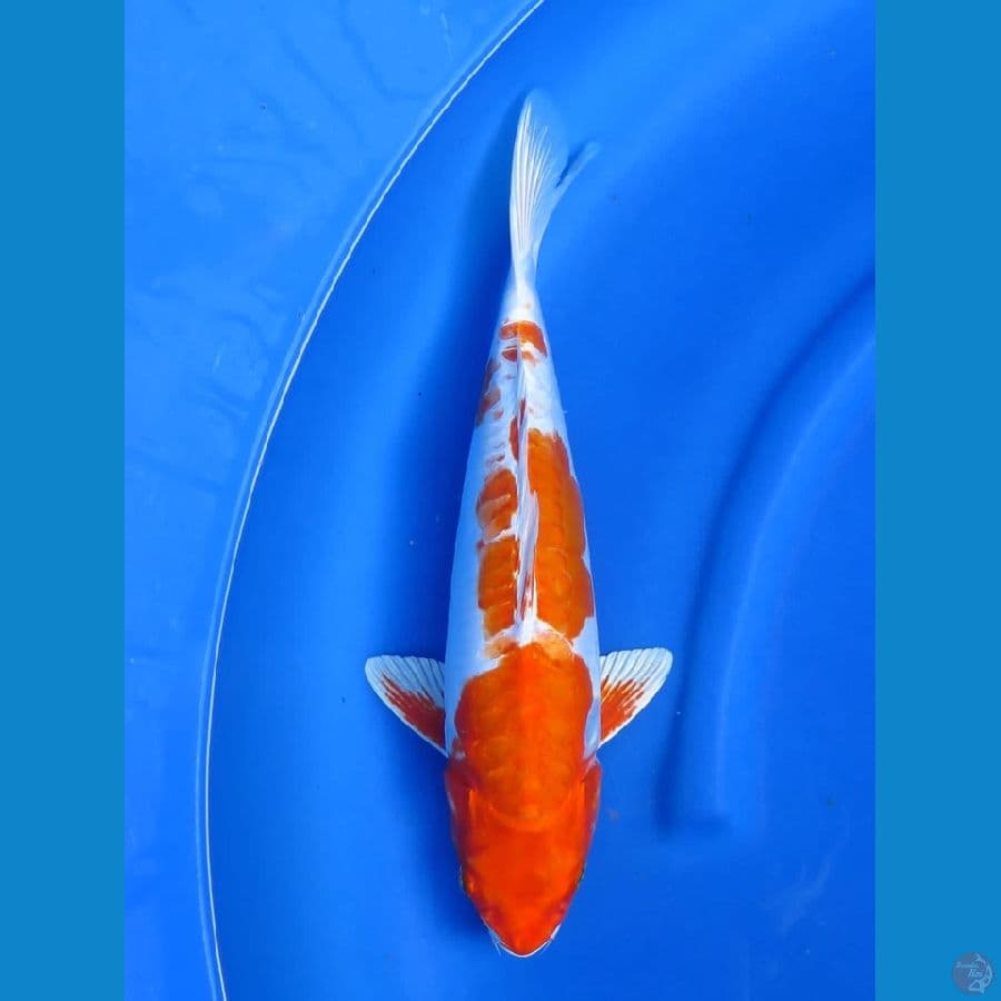 38cm , Doitsu Unique 