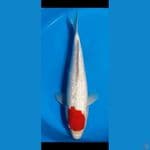 tancho ginrin padat 44 cm jantan original 