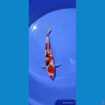 SANKE - 32 CM /male