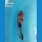 Showa 30cm