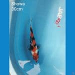 Showa 30cm