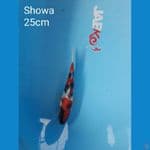 showa 25cm