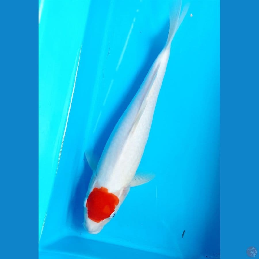 Tancho 32cm