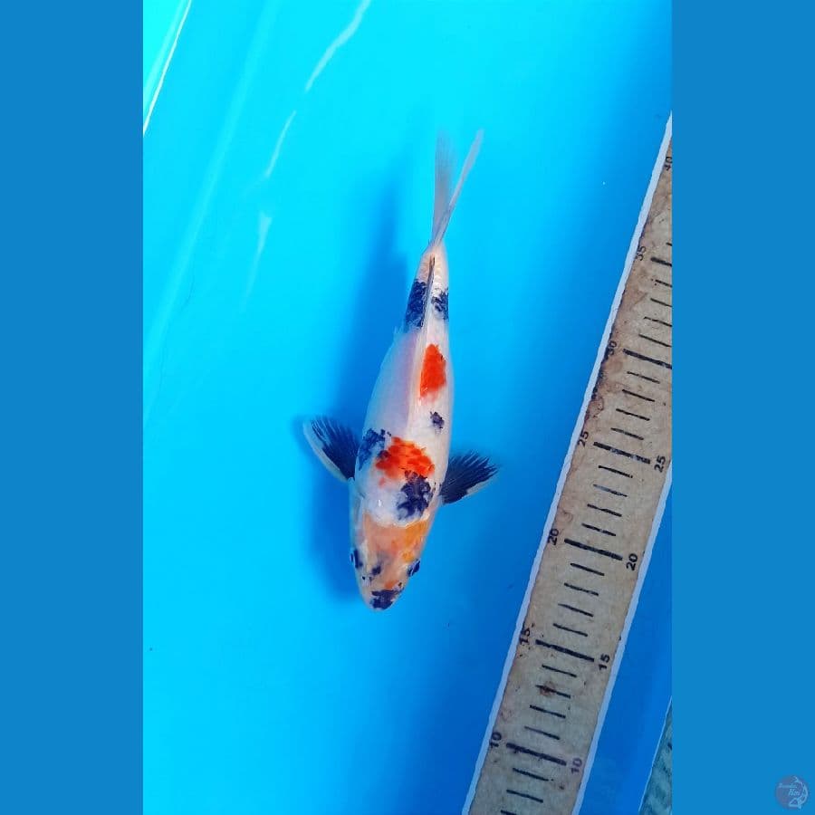 Short body 22cm