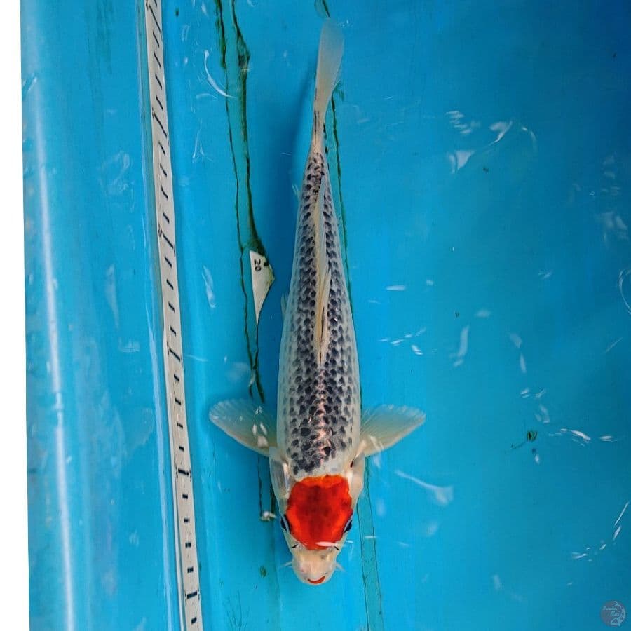 TANCHO GHOSIKI 24 CM