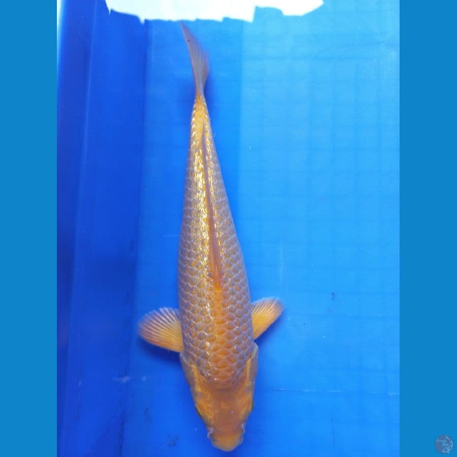 KARASHI GINRIN//ML/25 CM
