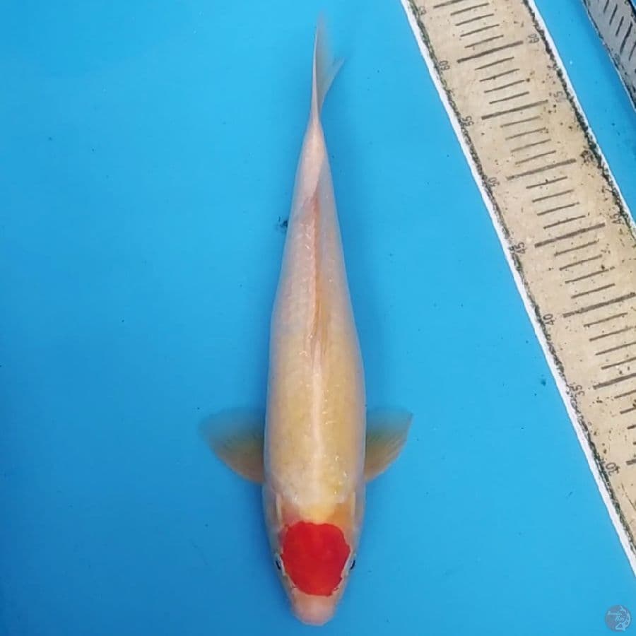 Tancho Kohaku ~39 M