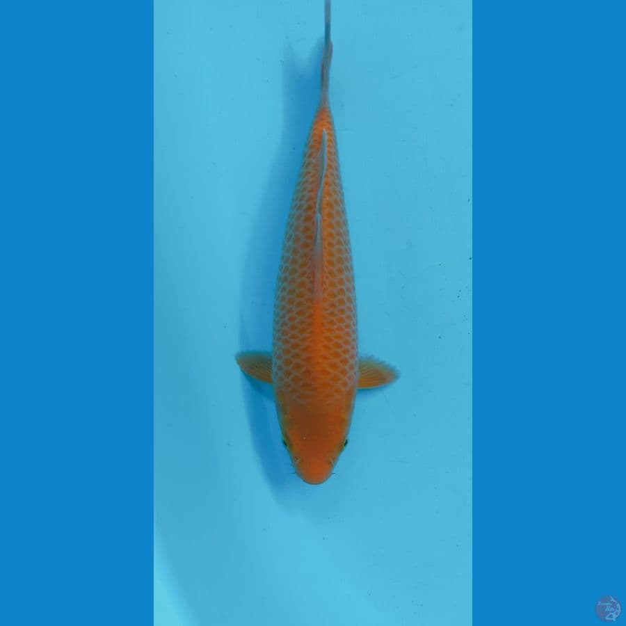 CARAMEL CORN 27CM(MALE)