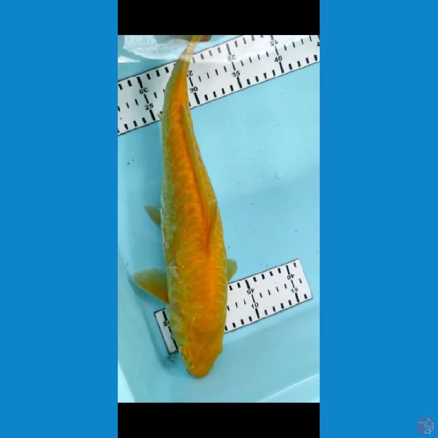 karashi sisik gajah 35cm
