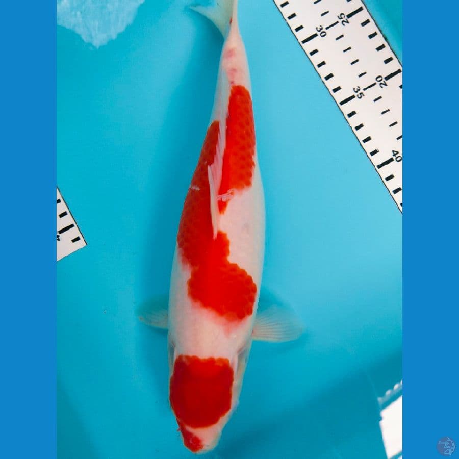 kohaku 32cm