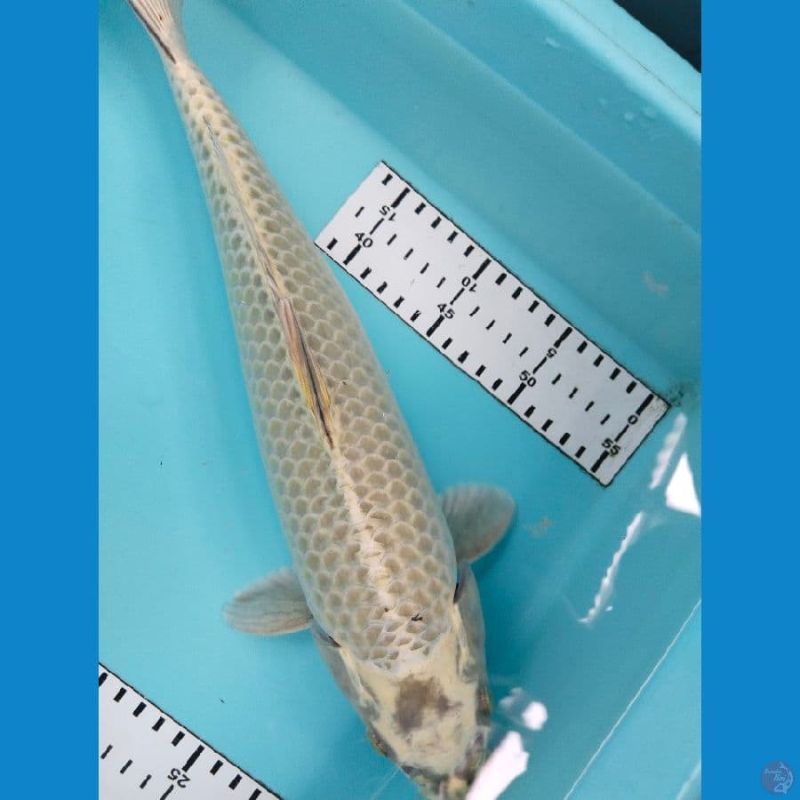 mukasi 38cm