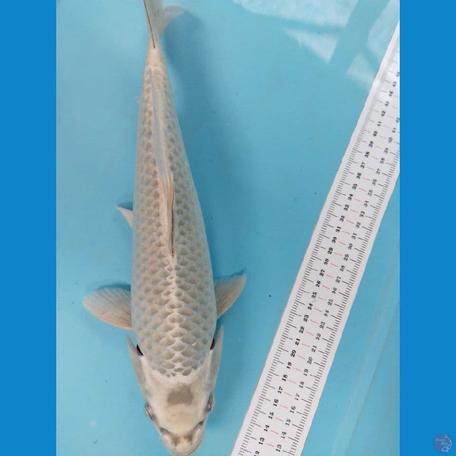 mukasi 37cm