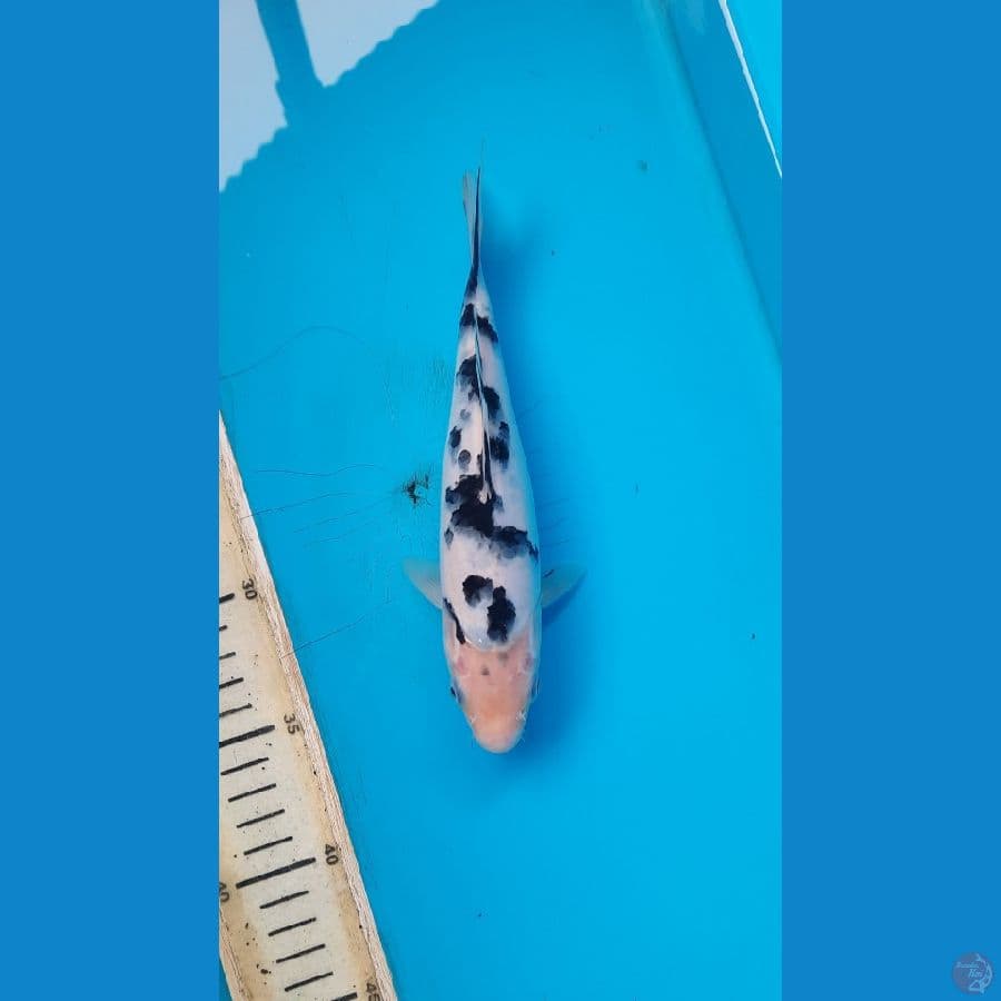 bekko