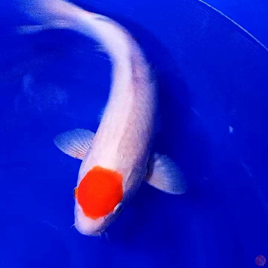Tnco kohaku ori f 42 cm