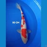 jumbo 50 cm 