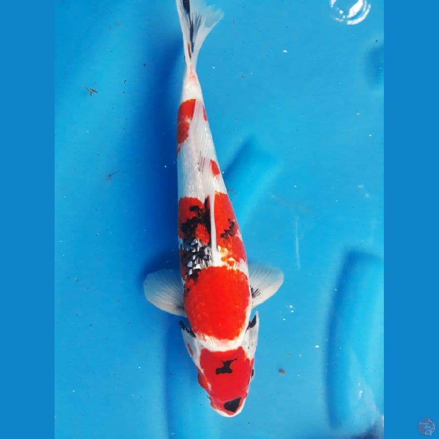 showa 37cm