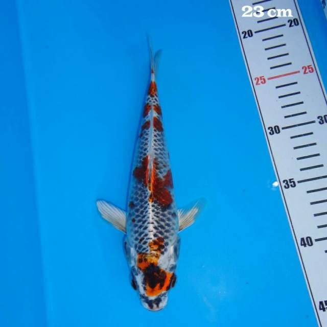 Kujaku Hikari Quality Bakat Jumbo
