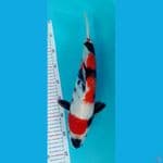 SHOWA 38 cm