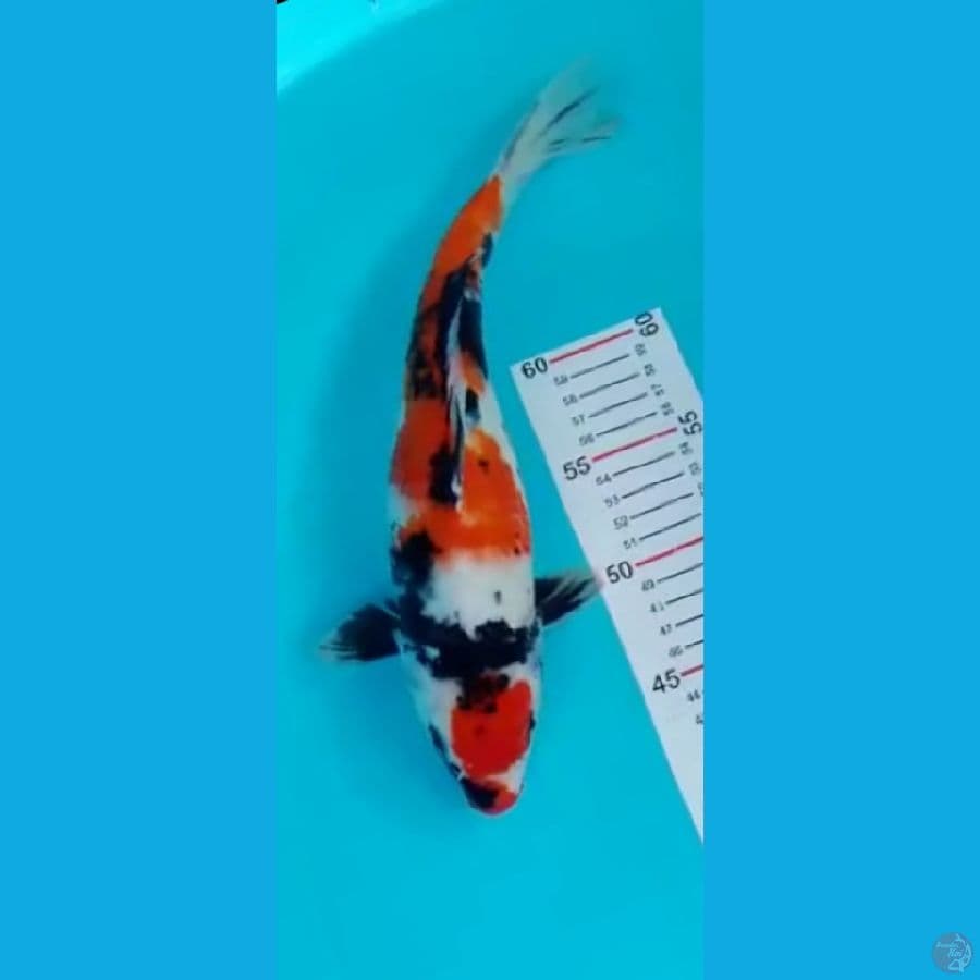SHOWA 33cm