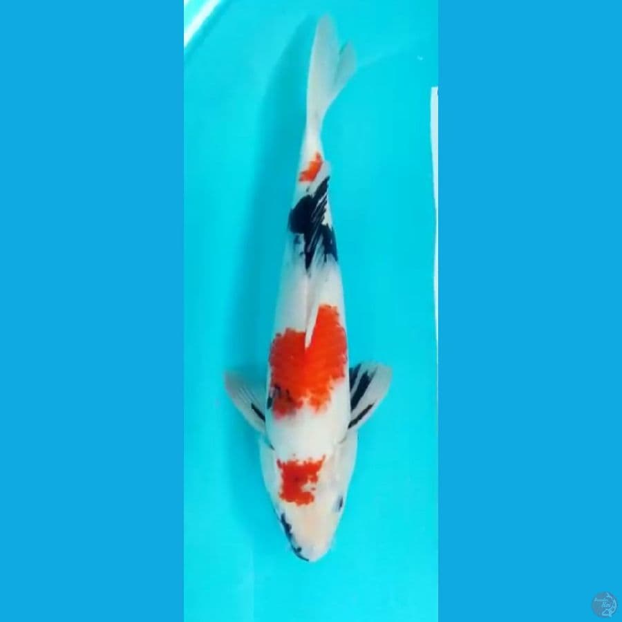 4 step 42 cm