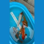 mix 5 ekor 31-41 cm