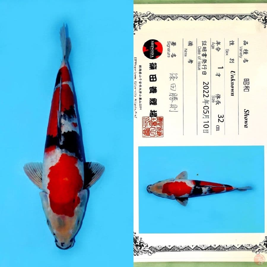 SHINODA SHOWA SANSHOKU 40CM