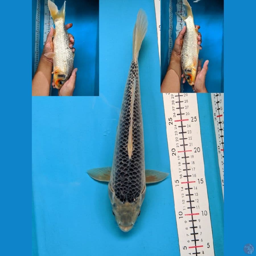 KONJO ASAGI FEMALE 33CM 