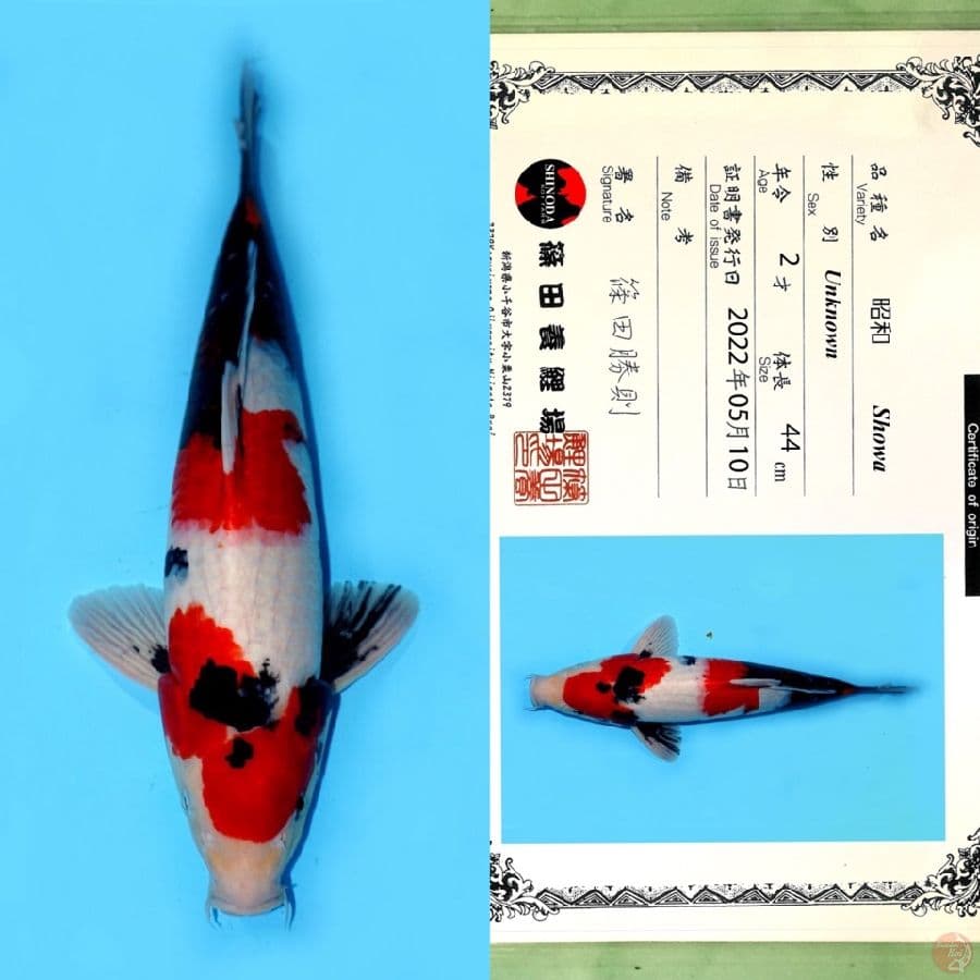 SHINODA SHOWA SANSHOKU 52CM