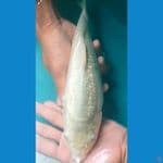 soragoi ginrin punuk body badak 34cm