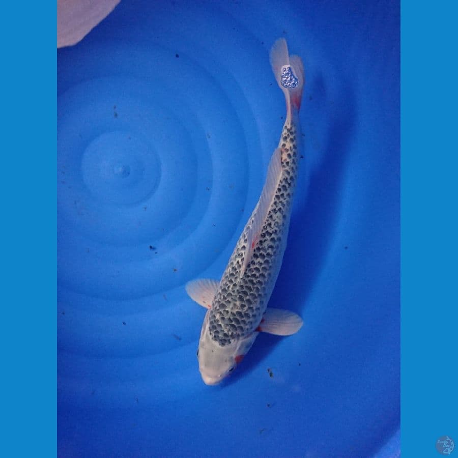 asagi bahan keeping 45cm male