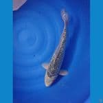 asagi bahan keeping 45cm male