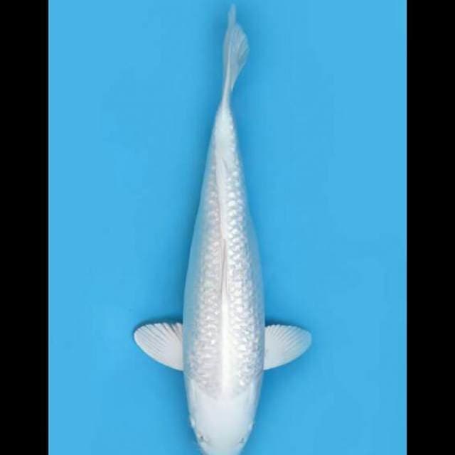 42cm Female - Platinum Ginrin Jumbo