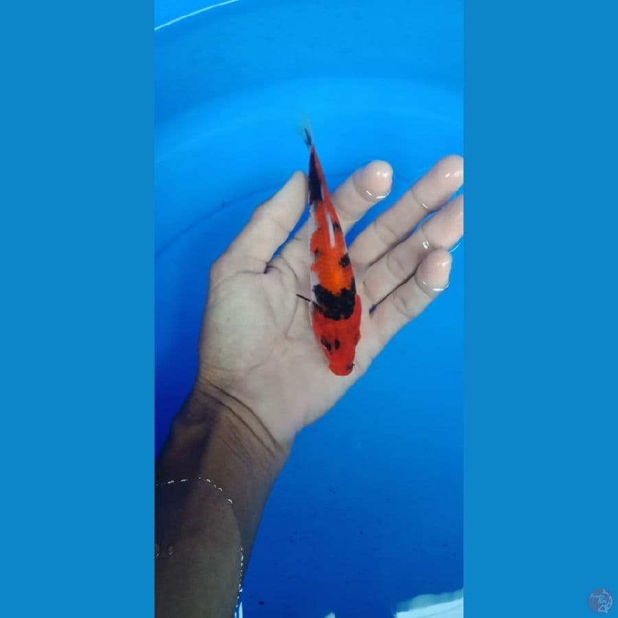 Hishowa 14 cm