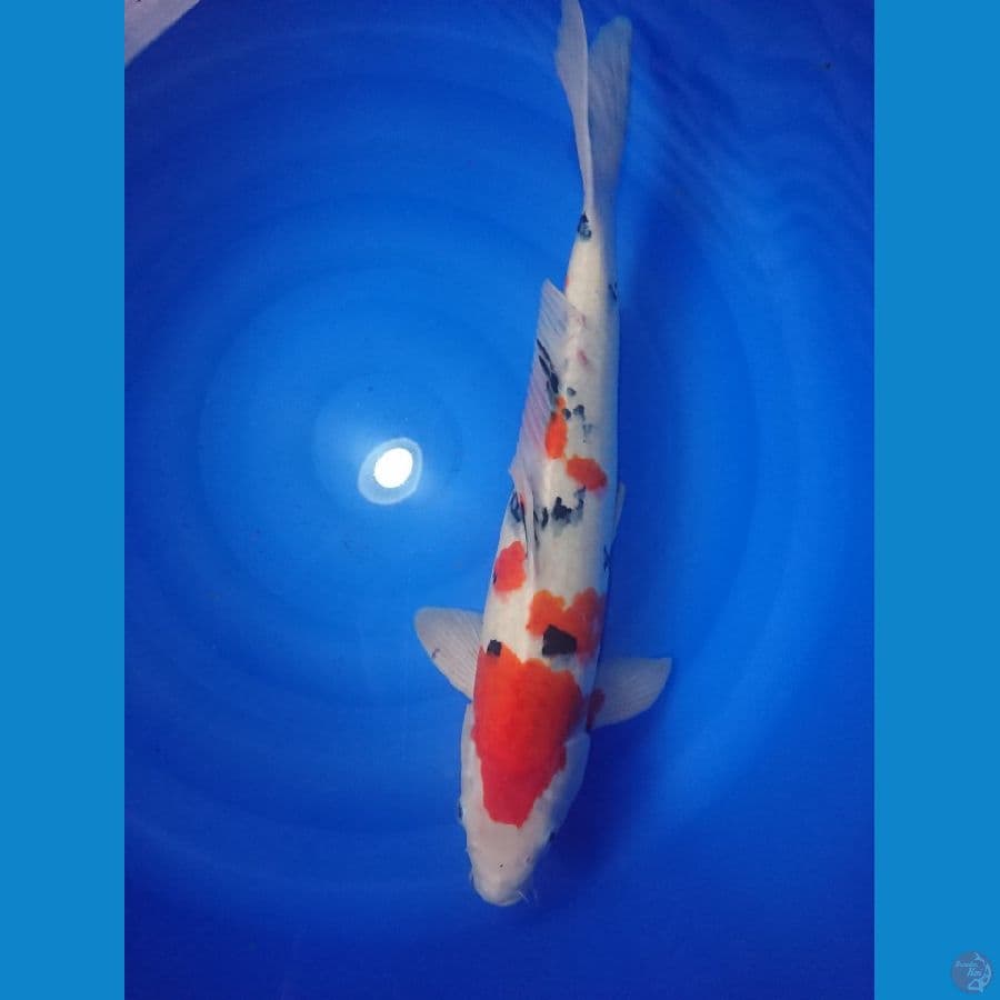 male 57cm strong halus 