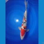 male 57cm strong halus 
